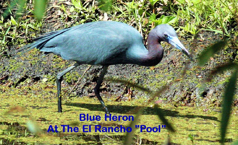 ElR_blueheron2012 (Small).JPG